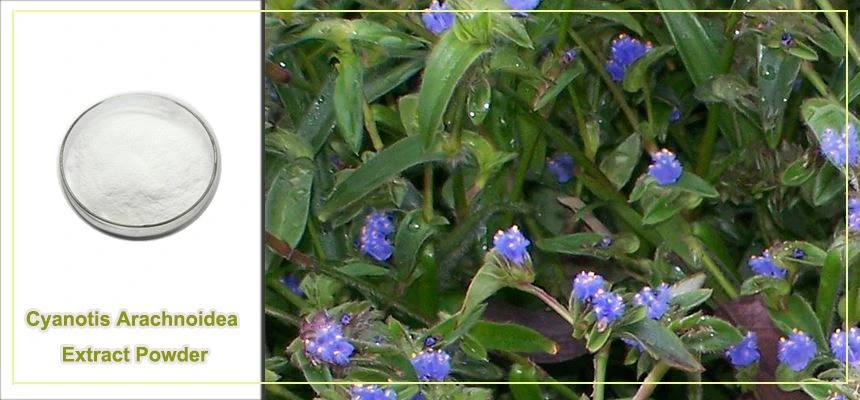 Cyanotis Arachnoidea Extract raw material display Cyanotis Arachnoidea Extract raw material display