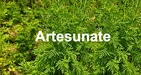 Artesunate: korzyści, dawkowanie, skutki uboczne i więcej